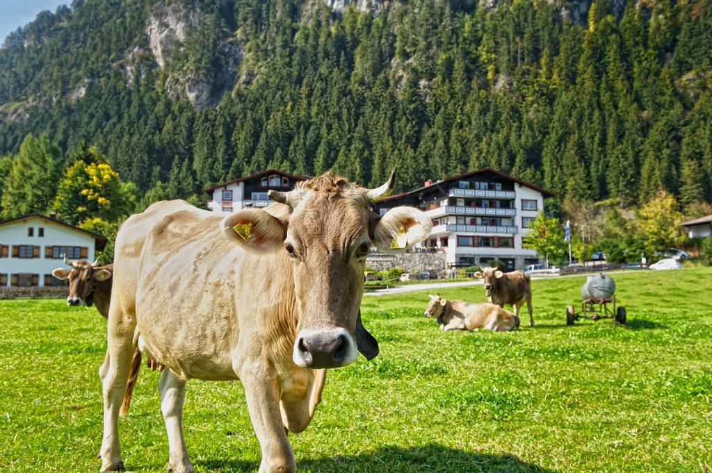Familotel Bavaria Pfronten-Familien Hotel-Alles Inklusive Konzept Dış mekan fotoğraf